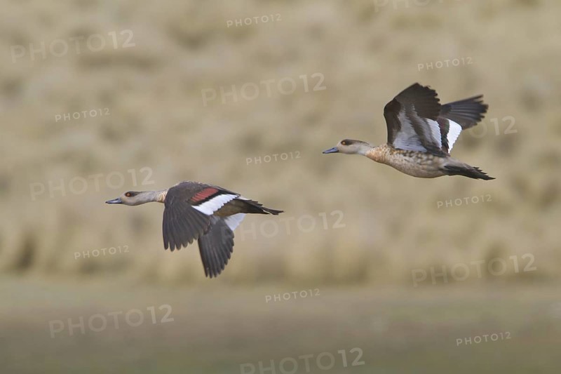 Crested Duck (Lophonetta specularioides alticola) flying, Central Highlands, Peru