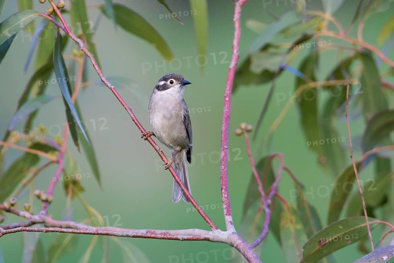 Brown-headed Honeyeater (Melithreptus brevirostris) perched on a branch, Victoria, Australia