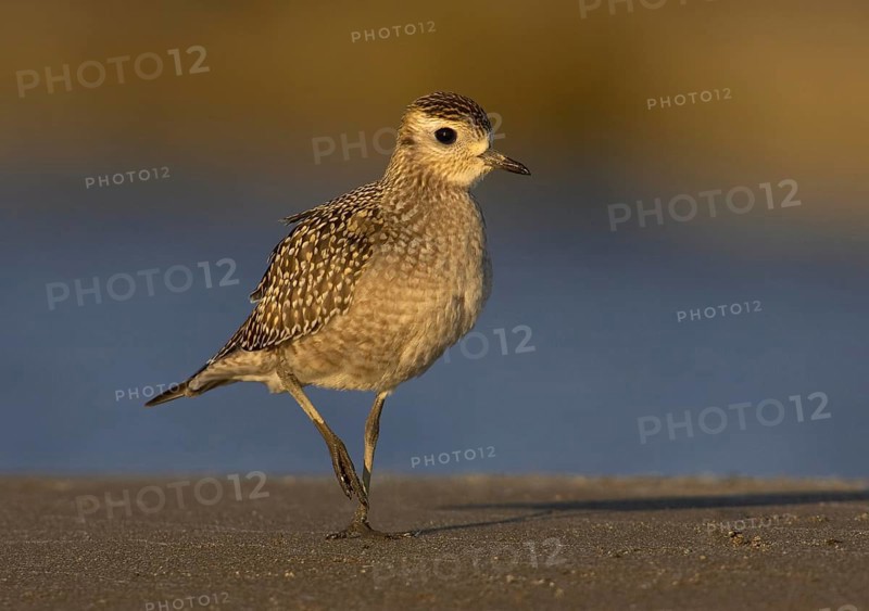 American Golden Plover (Pluvialis dominica), Ohio, USA