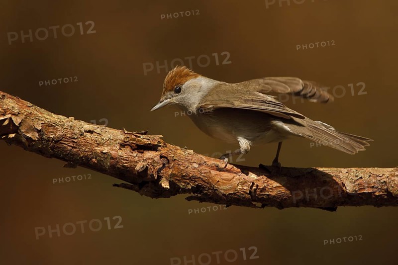 Eurasian Blackcap (Sylvia atricapilla) female, Utrecht, Netherlands