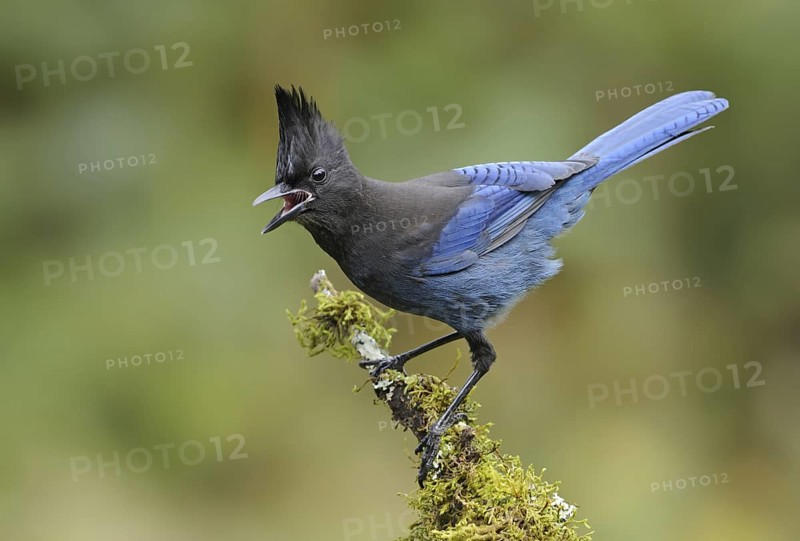 Steller's Jay (Cyanocitta stelleri), British Columbia, Canada