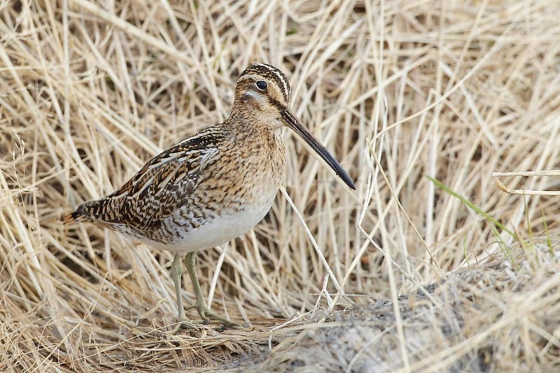 Common Snipe (Gallinago gallinago), Myvatn, Iceland