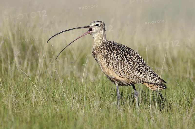 Long-billed Curlew (Numenius americanus), Alberta, Canada