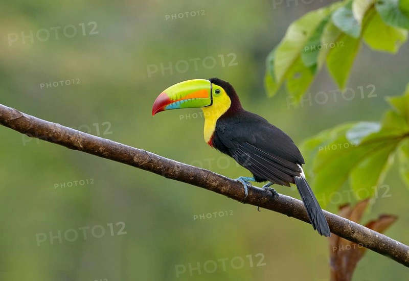 Keel-billed Toucan (Ramphastos sulfuratus) - at Laguna Lagarto Lodge near Boca Tapada, Costa Rica
