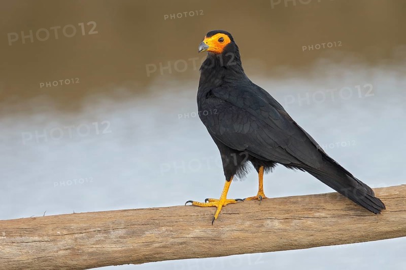 Black Caracara (Daptrius ater) perched on a branch in Manu National Park, Peru