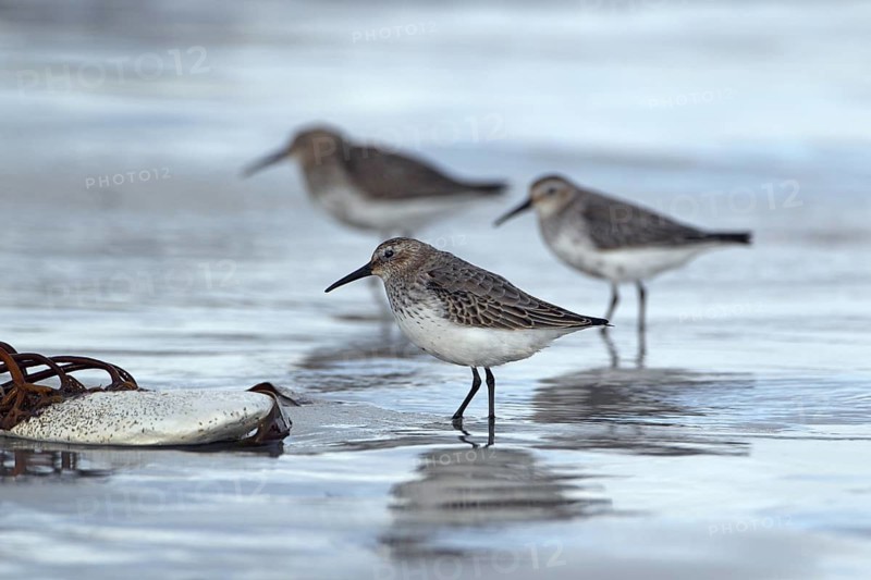 Alpenstrandläufer; lat. Calidris alpina; drei Vögel am Spülsaum; ein Exemplar in der Schärfe; am Strand der Düne von Helgoland
