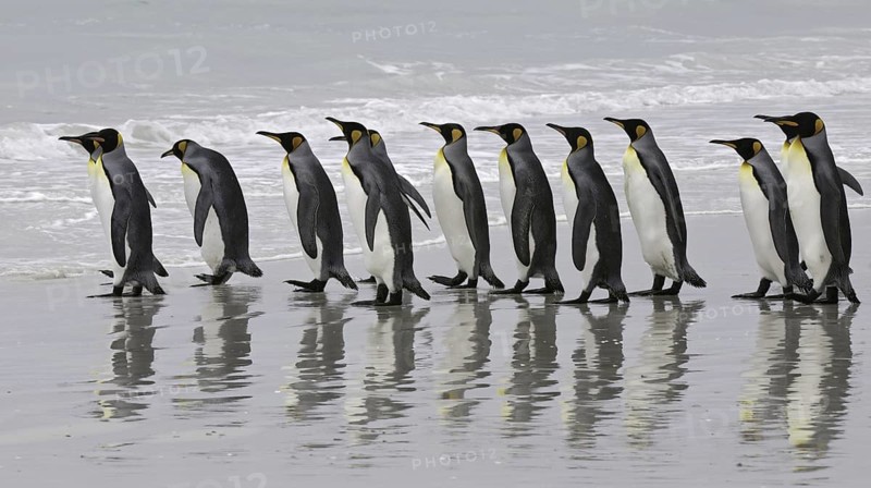 King Penguin (Aptenodytes patagonicus), Falkland Islands