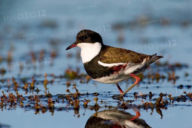 Red-kneed Dotterel (Erythrogonys cinctus) foraging, Victoria, Australia