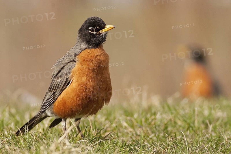American Robin (Turdus migratorius) male, Michigan, USA