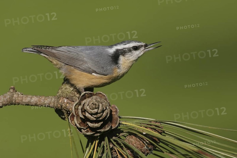 Red-breasted Nuthatch (Sitta canadensis) singing, Ohio, USA