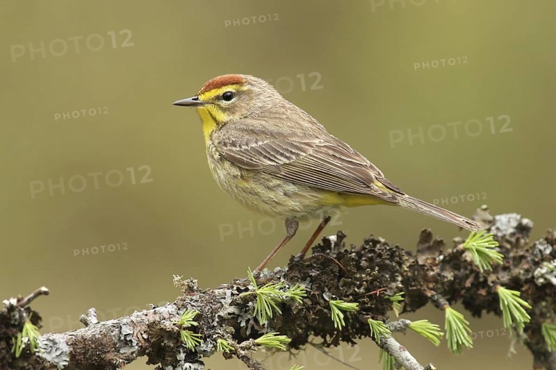 Palm Warbler (Setophaga palmarum palmarum), Michigan, USA