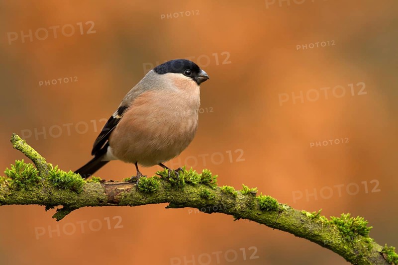 Eurasian Bullfinch (Pyrrhula pyrrhula) male, Utrecht, Netherlands