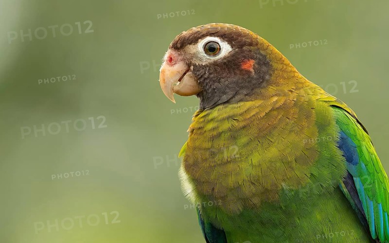 Braunhauben-Papagei (Pyrilia haematotis) im Regenwald von Costa Rica