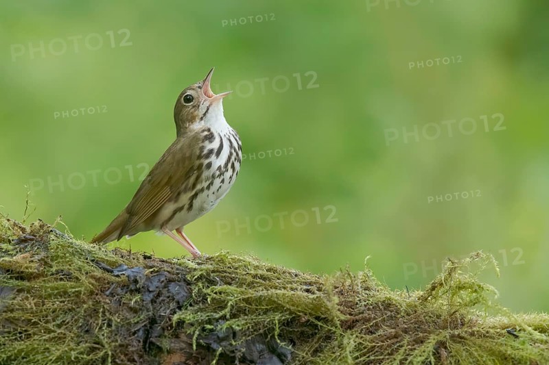 Ovenbird (Seiurus aurocapilla) singing, perched on a mossy log, Minnesota, USA