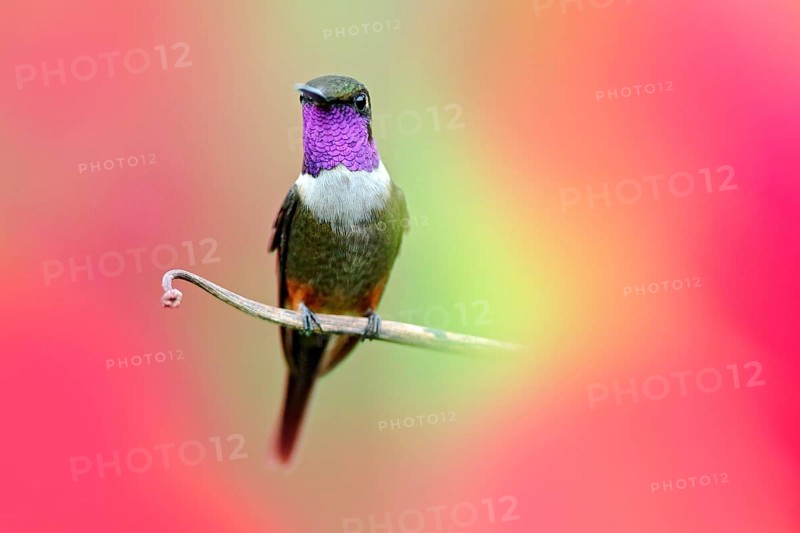 Hummingbird from Colombia in bloom flower, Colombia, wildlife from tropic jungle. Wildlife scene from nature. Hummingbird with pink flower, in flight. Purple-throated Woodstar Calliphlox mitchellii