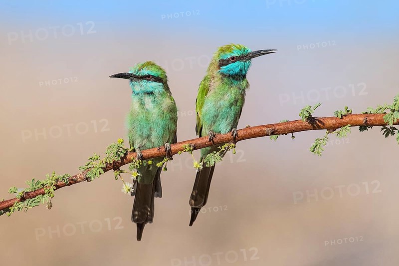 Green Bee-eater (Merops orientalis) pair, Eilat, Israel