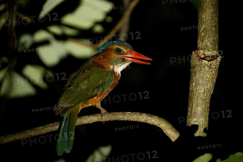 Green-backed Kingfisher (Actenoides monachus) female perched on a branch, Sulawesi Utara, Indonesia