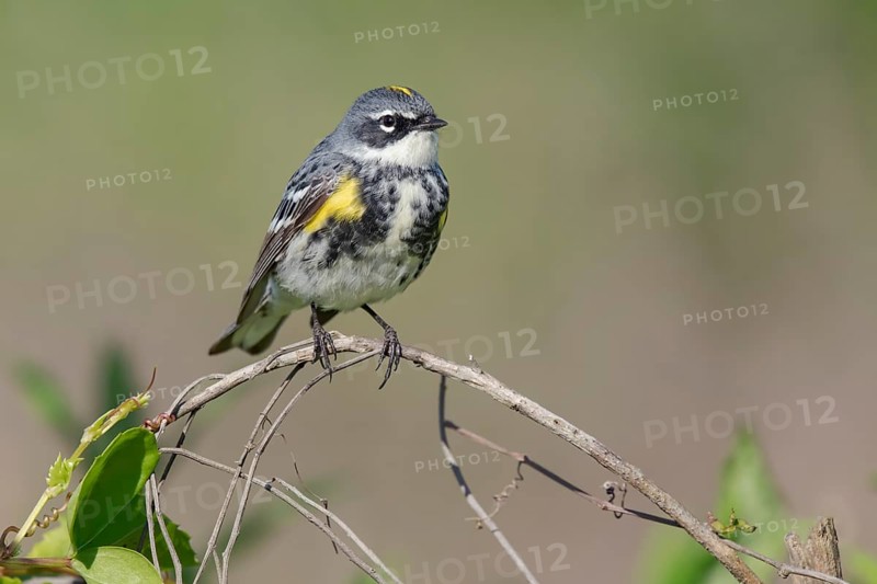 Myrtle Warbler (Setophaga coronata coronata) male perched on a branch, Texas, USA