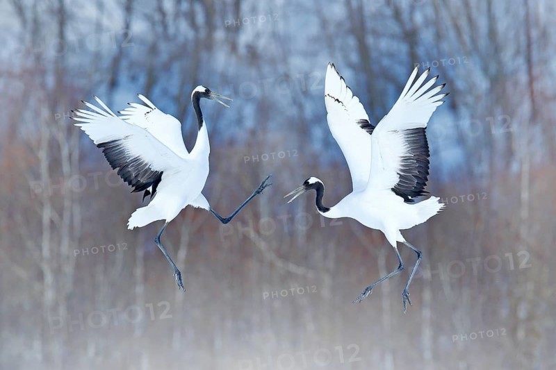 Dancing pair of Red-crowned crane with open wings, winter Hokkaido, Japan. Snowy dance in nature. Courtship of beautiful large white birds in snow. Animal love mating behaviour, bird dance
