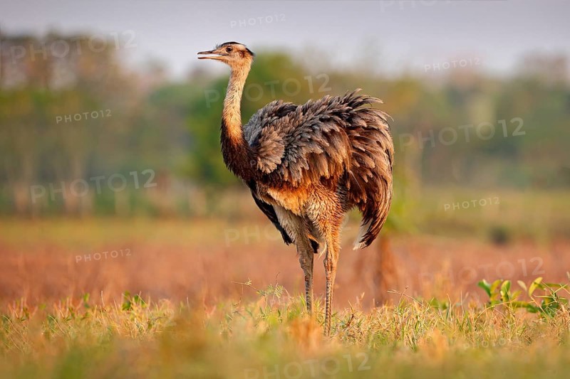 Wildlife scene from Brazil. Bird with long neck. Greater Rhea, Rhea americana, big bird with fluffy feathers, animal in nature habitat, evening sun, Pantanal, Brazil. Rhea on the grass meadow