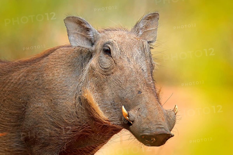 Common warthog, brown wild pig with tusk. Close-up detail of animal in nature habitat. Wildlife nature on African Safari, Kruger National Park, South Africa