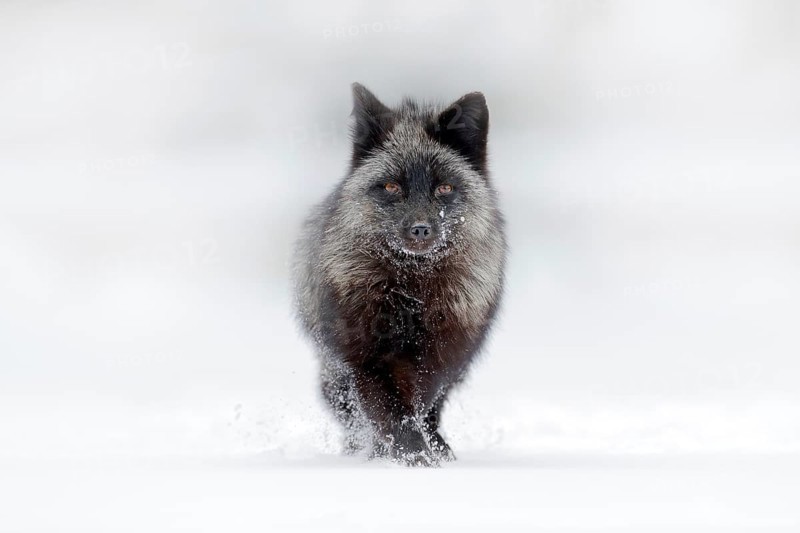 Black silver fox, rare form. Dark red fox hunting in snow meadow forest. Wildlife scene from wild nature. Funny image from Russia. Fox with black and white tail. Cold winter, animal on ice