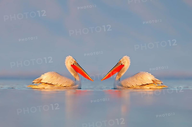 Bird in the water. Dalmatian pelican, Pelecanus crispus, landing in Lake Kerkini, Greece. Pelican with open wings. Wildlife scene from European nature