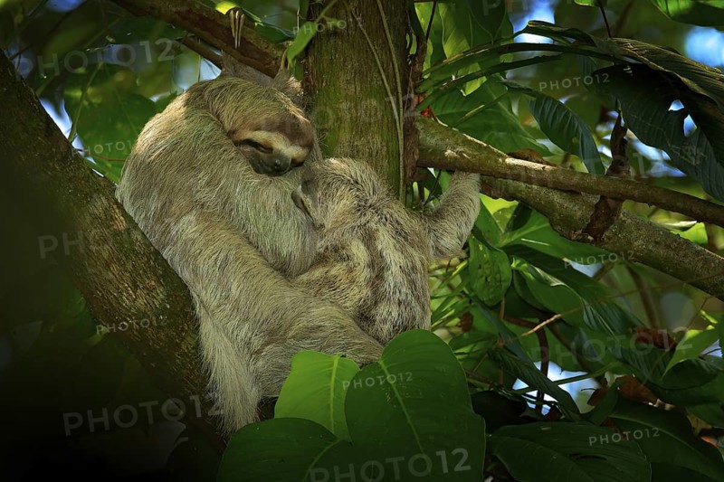 Sloth with young baby. Beautiful animal in nature habitat. Linnaeus's two-toed Sloth, Choloepus didactylus, hidden in the dark green vegetation. Cute pup in the habitat, Costa Rica. Wildlife in jungle