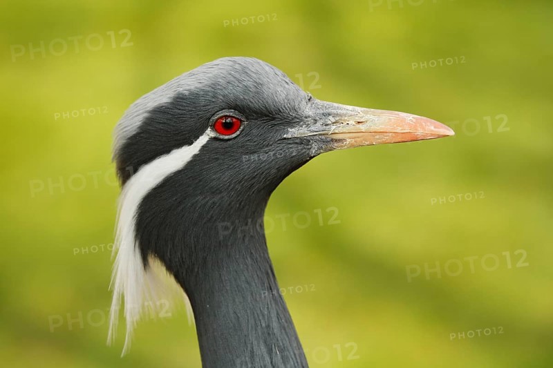 Detail portrait of beautiful crane. Bird in green nature habitat, India, Asia. Wildlife scene from nature. crane portrait. Demoiselle Crane, Anthropoides virgo, bird hidden in the grass near the water
