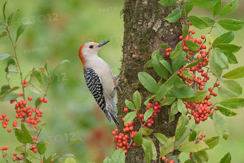 Red-bellied Woodpecker (Melanerpes carolinus) female climbing up tree, Texas, USA