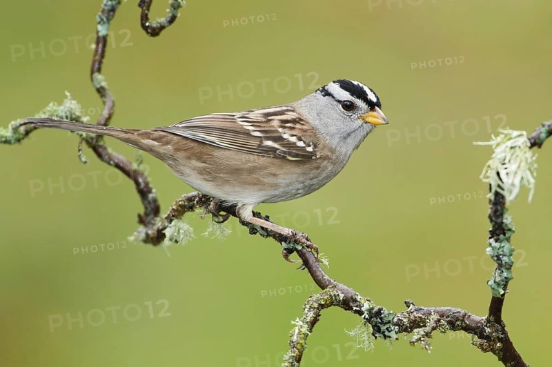 White-crowned Sparrow (Zonotrichia leucophrys), California, USA