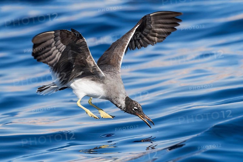White-eyed Gull (Ichthyaetus leucophthalmus) flying, Eilat, Israel
