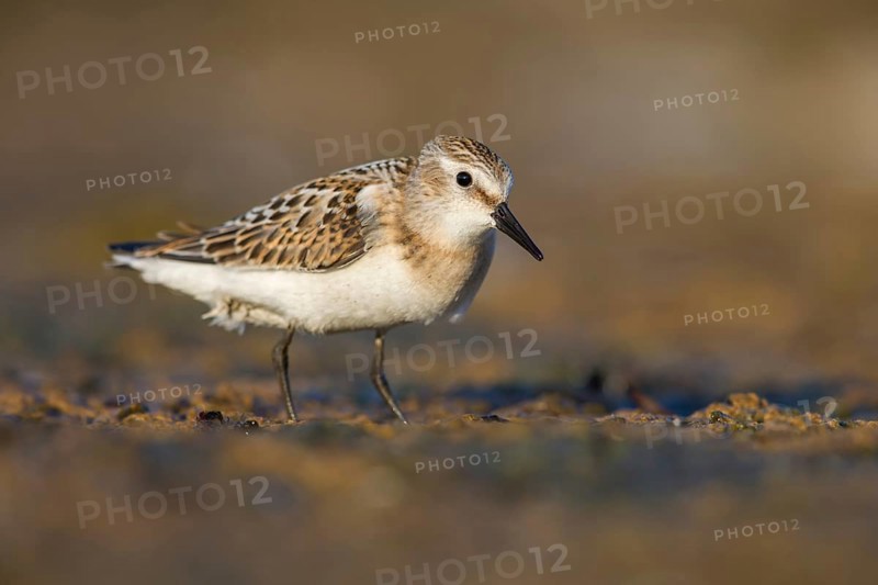 Little Stint (Calidris minuta) foraging, Poland