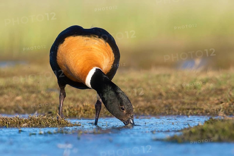 Australian Shelduck (Tadorna tadornoides) male foraging, Victoria, Australia