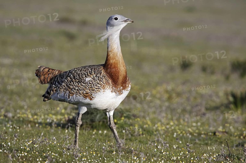 Great Bustard (Otis tarda), Extremadura, Spain