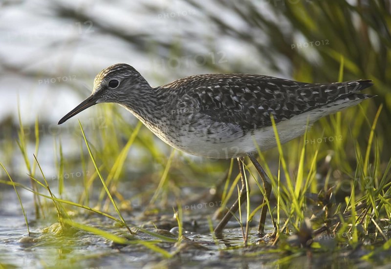 Wood Sandpiper (Tringa glareola), Schleswig-Holstein, Germany