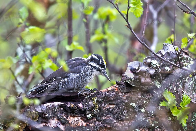 Eurasian Three-toed Woodpecker (Picoides tridactylus) male, Dovrefjell, Norway