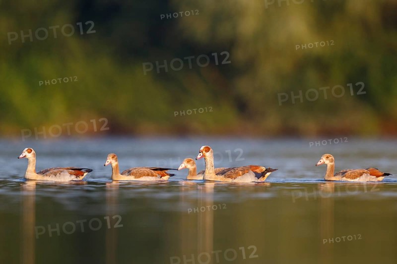 Egyptian Goose (Alopochen aegyptiaca) pair with young on water, North Rhine-Westphalia, Germany