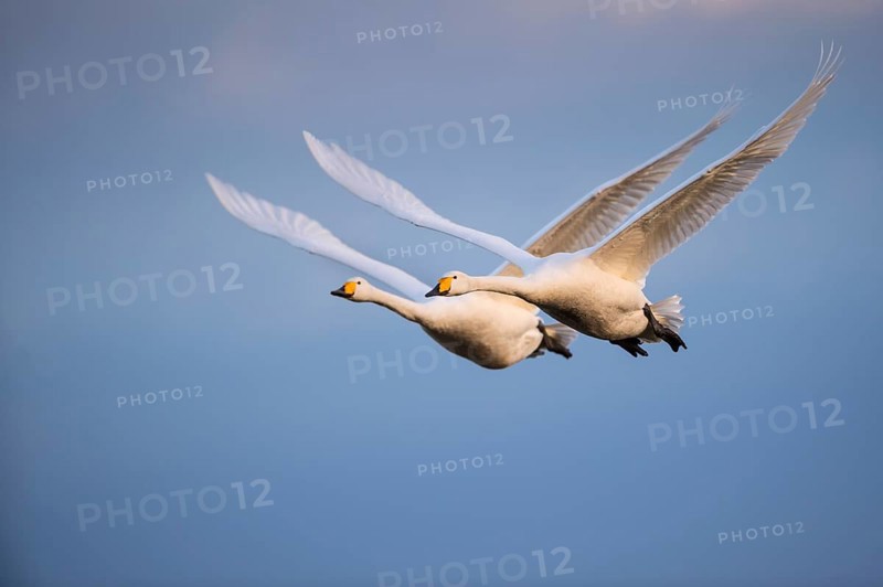 Whooper Swan (Cygnus cygnus) flying, Lower Saxony, Germany