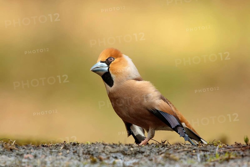 Appelvink bezig met parings dans, Hawfinch busy with mating dance