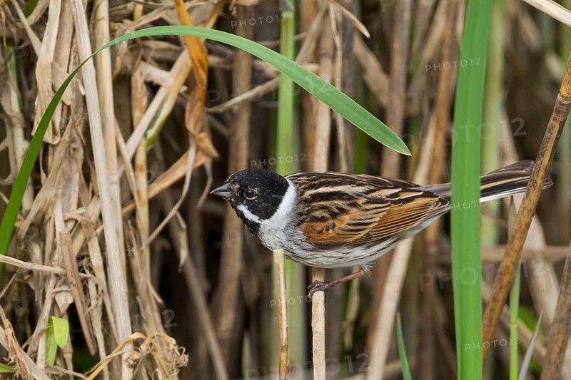 Reed Bunting - Rohrammer - Emberiza schoeniclus ssp. schoeniclus, Germany, adult male