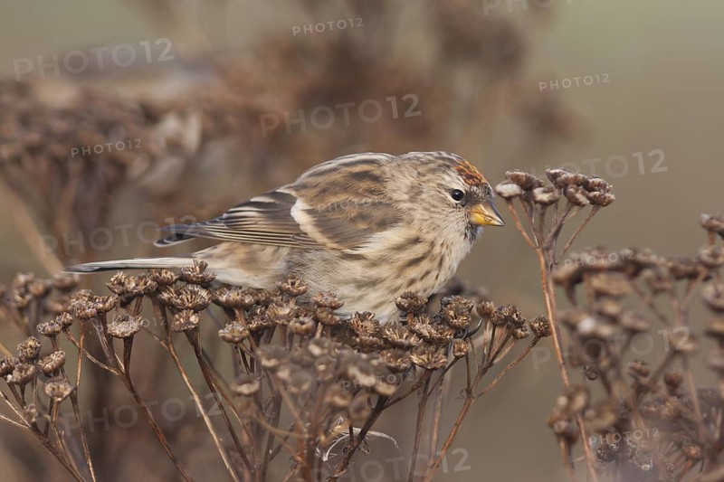 Common Redpoll - Taiga-BIrkenzeisig - Carduelis flammea flammea