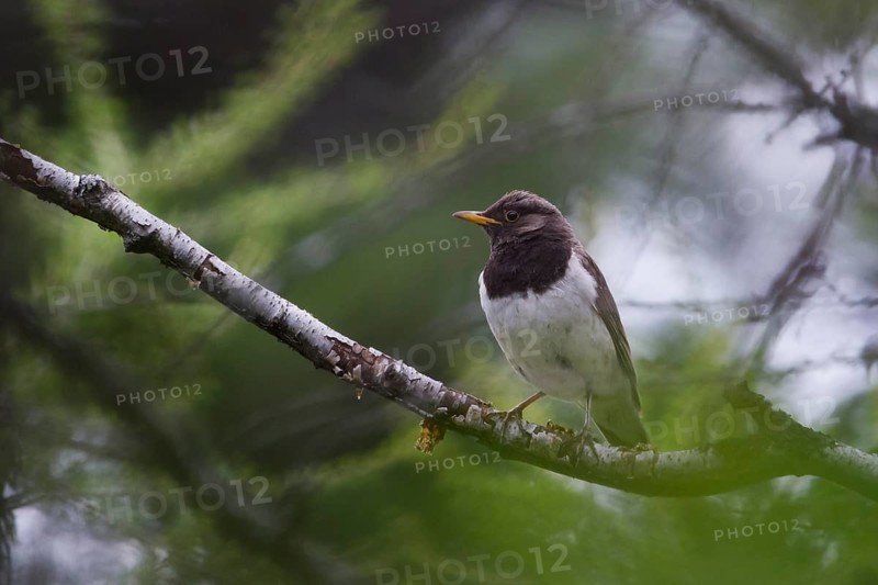 Black-throated Thrush - Schwarzkehldrossel - Turdus atrogularis, Kazakhstan, 2nd cy male