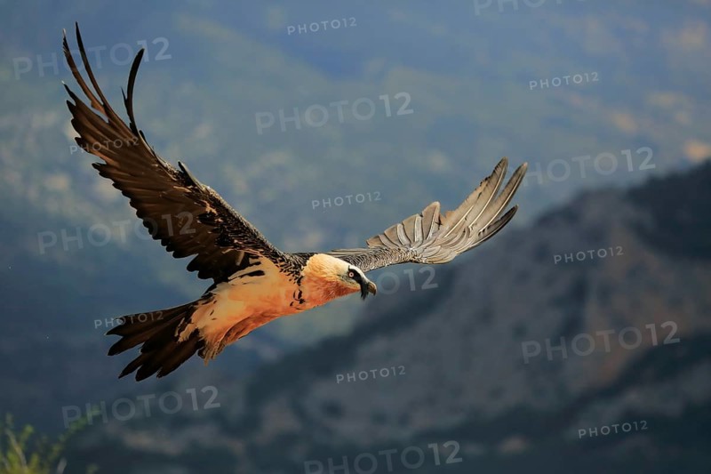 Bearded vulture / Lammergeier (Gypaetus barbatus) flying, Solsona, Lleida, Spain