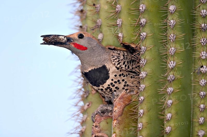 Gilded Flicker Colaptes auratus Tucson, Pima County, Arizona, United States 26 April Adult Male with fecal sac. Picidae