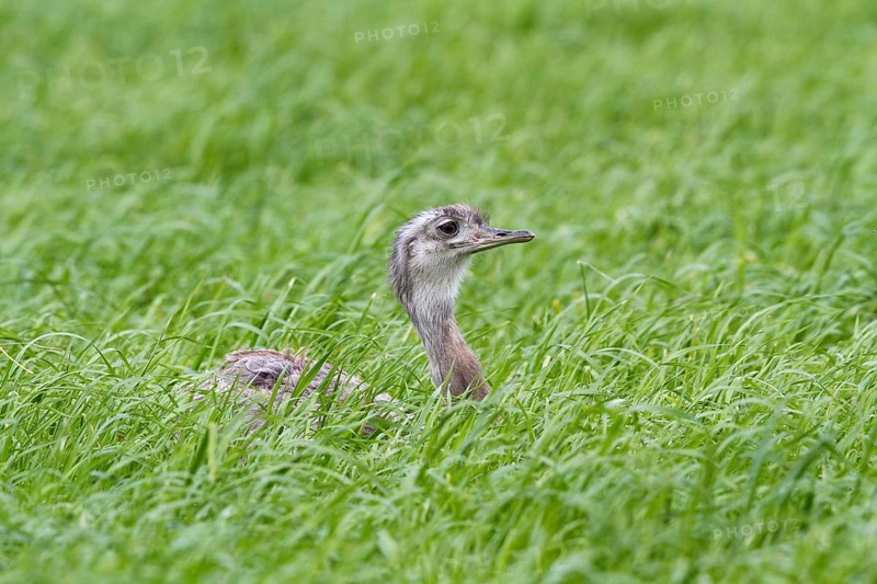 Greater Rhea (Rhea americana) perched in a corn field, Mecklenburg-Western Pomerania, Germany