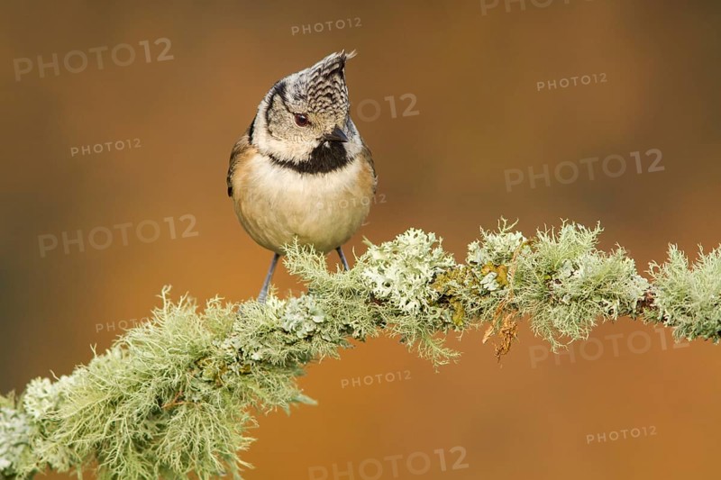 European Crested Tit (Lophophanes cristatus), perched on a branch, Galicia, Spain