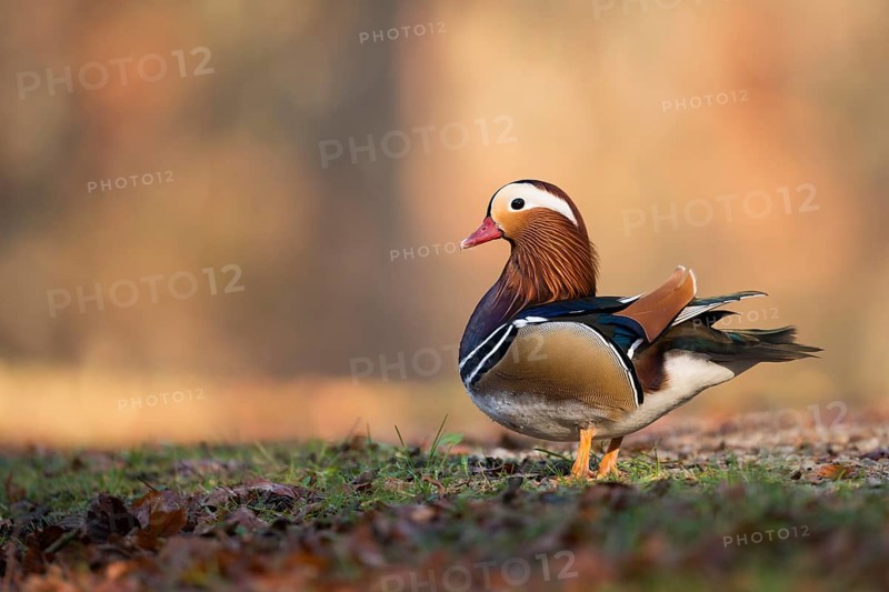 Mandarin Duck (Aix galericulata) male, North Rhine-Westphalia, Germany