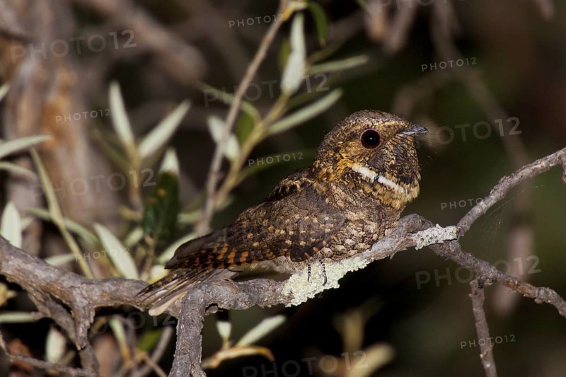 Meixcan Whip-poor-will Antrostomus arizonae Huachuca Mountains, Cochise County, Arizona, United States 17 May Adult Male Caprimulgidae Formerly Caprimulgus vociferus arizonae