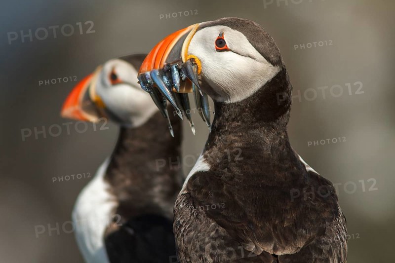 Atlantic Puffin (Fratercula arctica) adult portrait, Farne Islands, United Kingdom